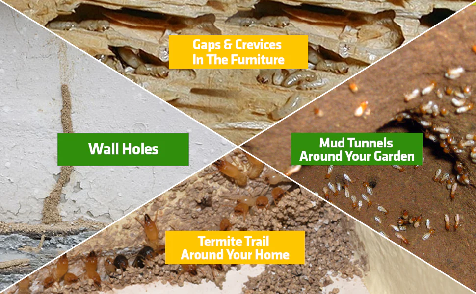 Termite Killer Spray - Effective Pest solution Buy 1 Get 2 Free